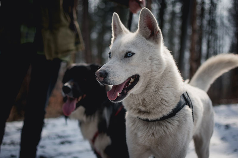 copper country humane society dogs