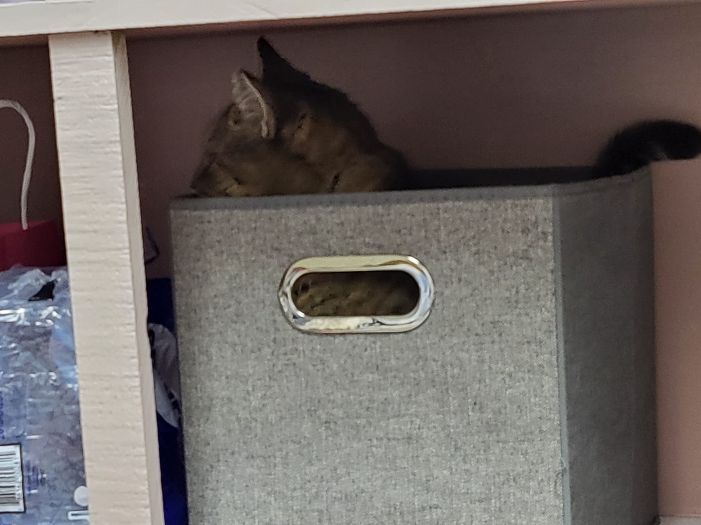 cat hiding