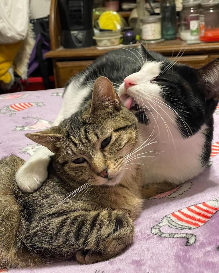 cat kisses