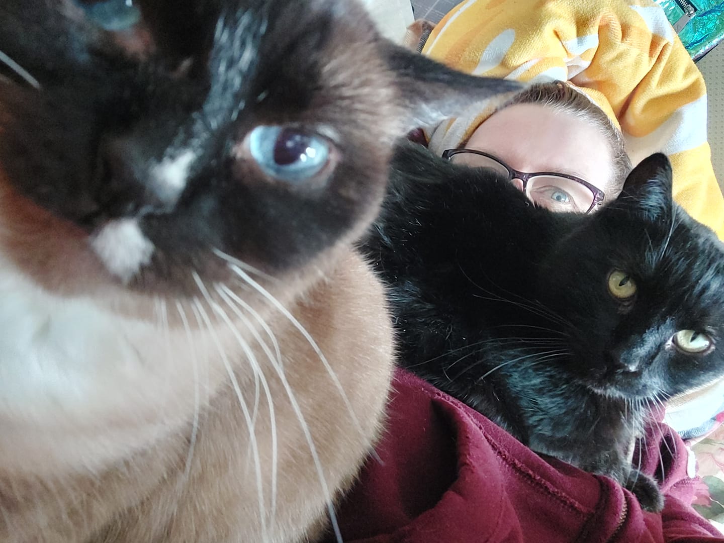 cat snuggles