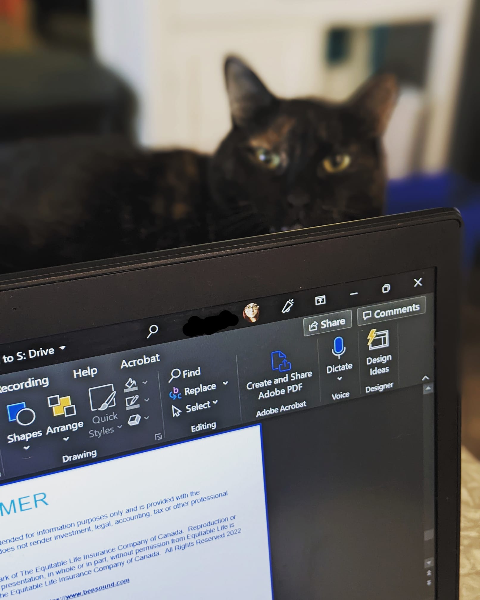 helpful cat4